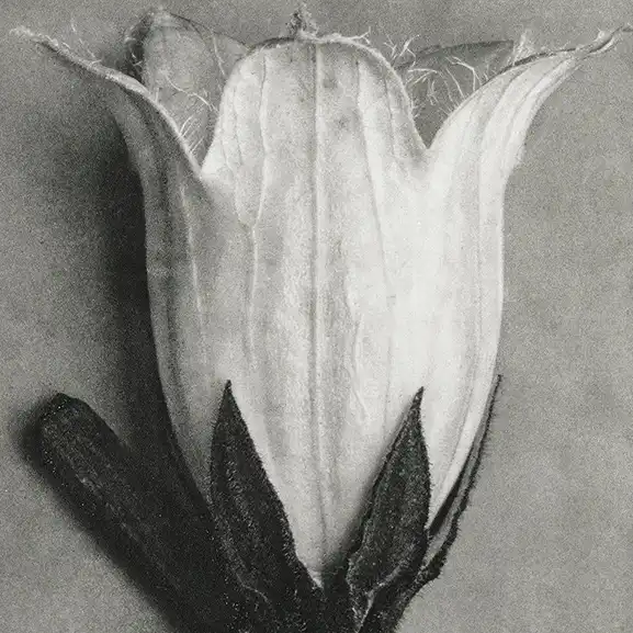 Organic Ads Management card / black and white flower